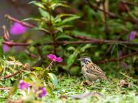 Kleine Morgenammer und pink Blüte